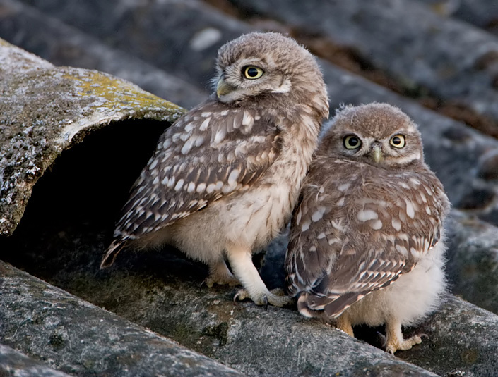 12 DE JONGE STEENUILEN.jpg